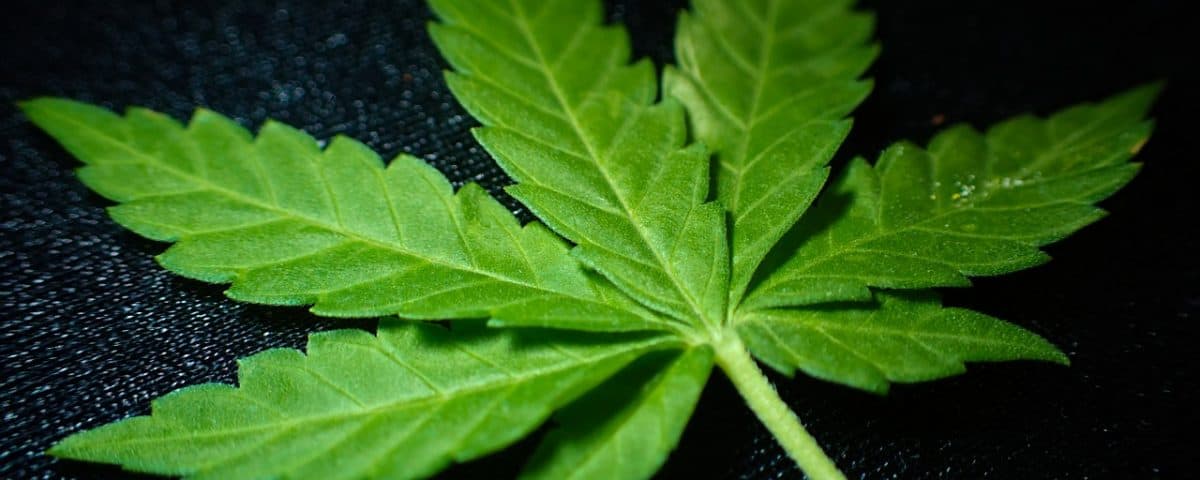 medical cannabis greece