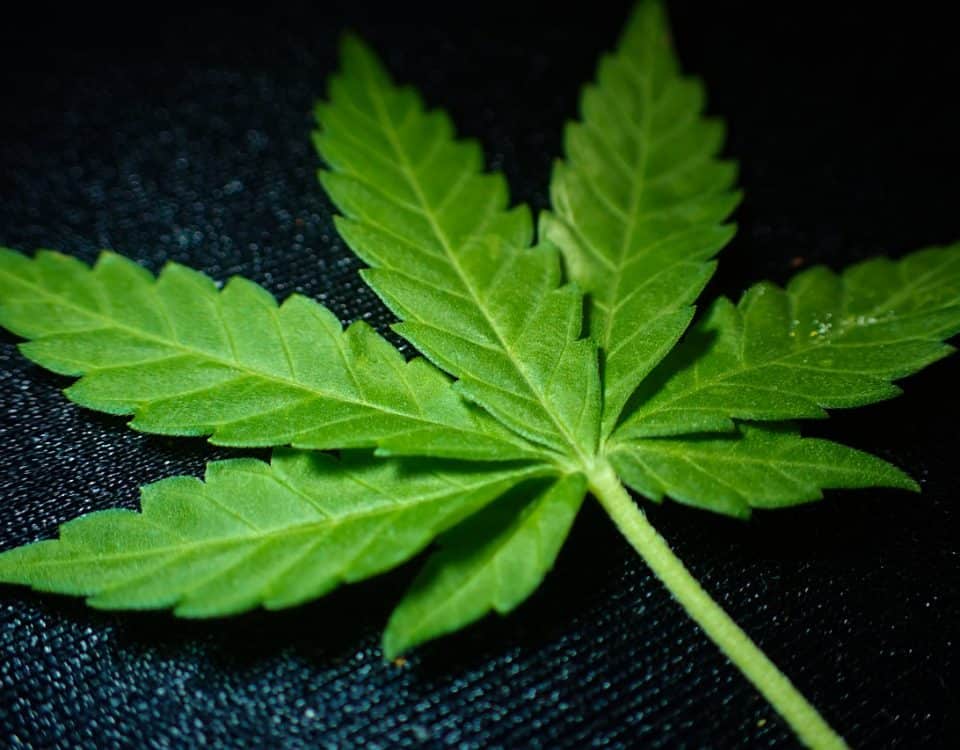 medical cannabis greece