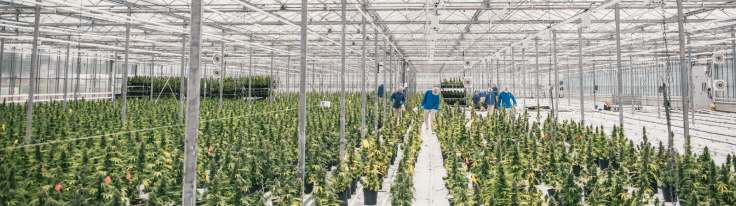 Medical Cannabis