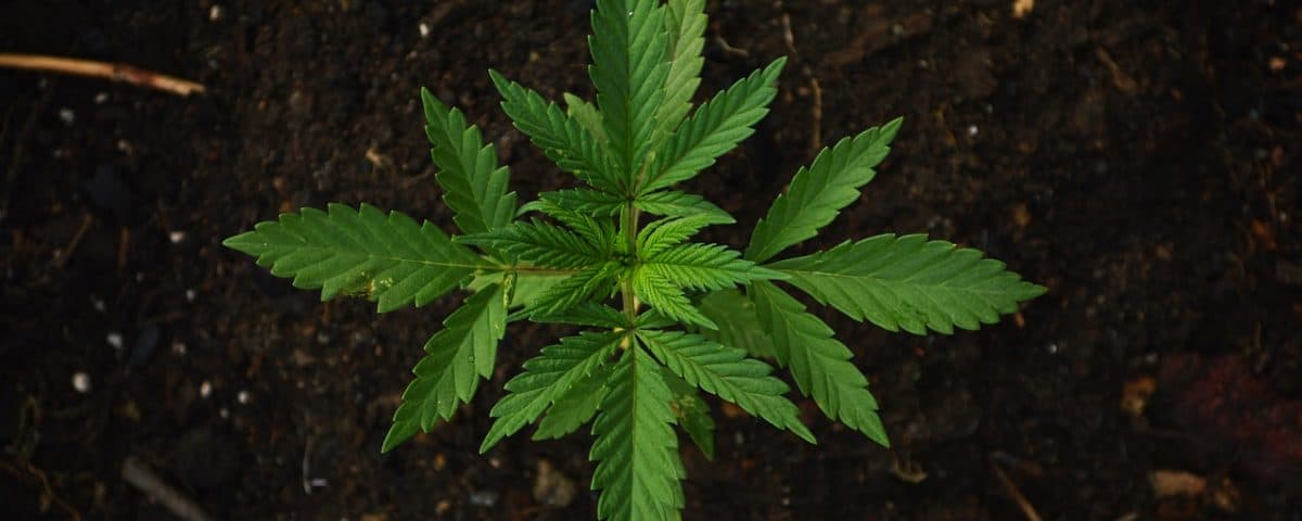 Medical Cannabis