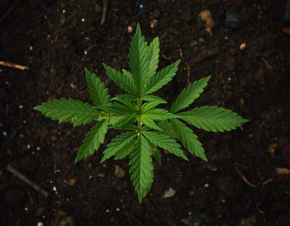 Medical Cannabis
