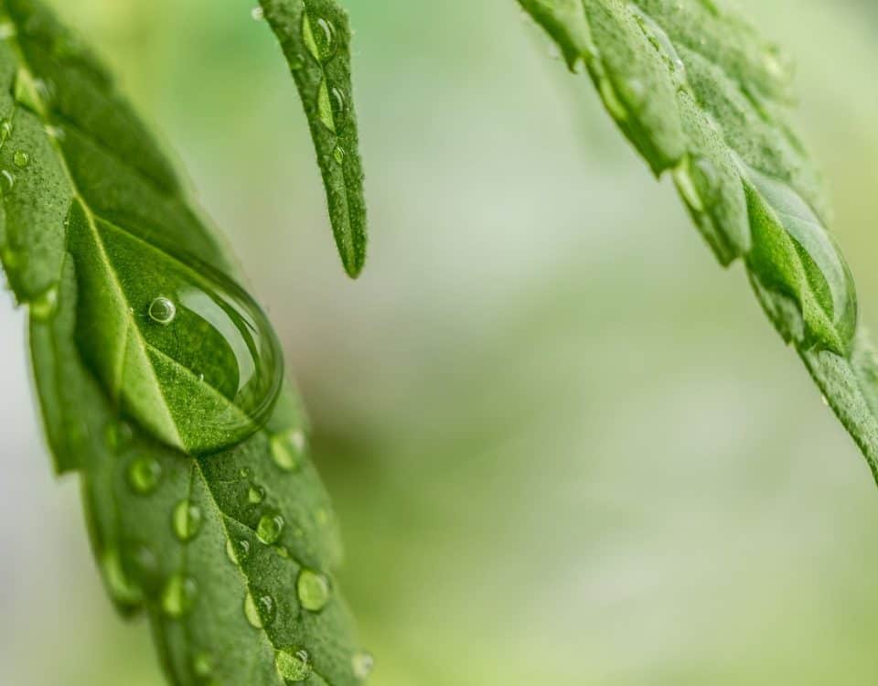 market cannabis greece