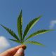 legalization of cannabis
