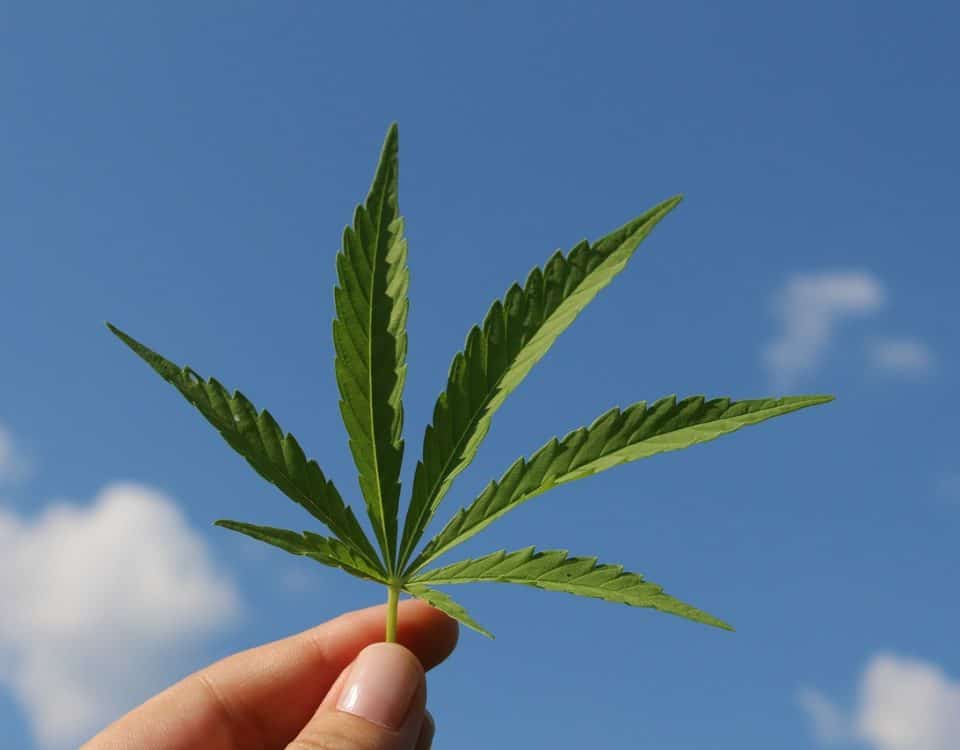 legalization of cannabis