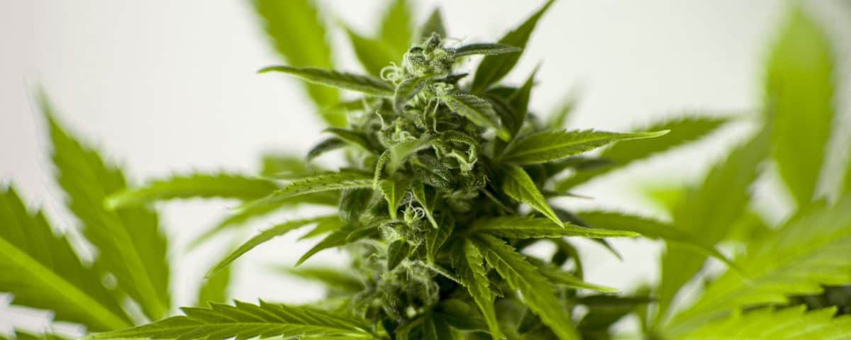 CANNATEC GREECE SA