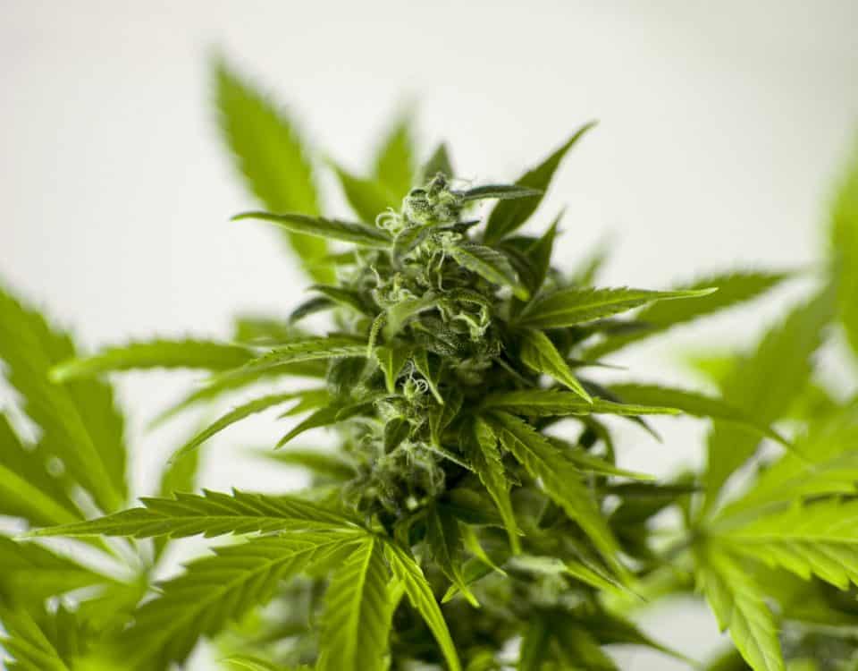 CANNATEC GREECE SA
