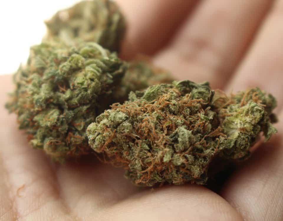 Medical Cannabis Uses