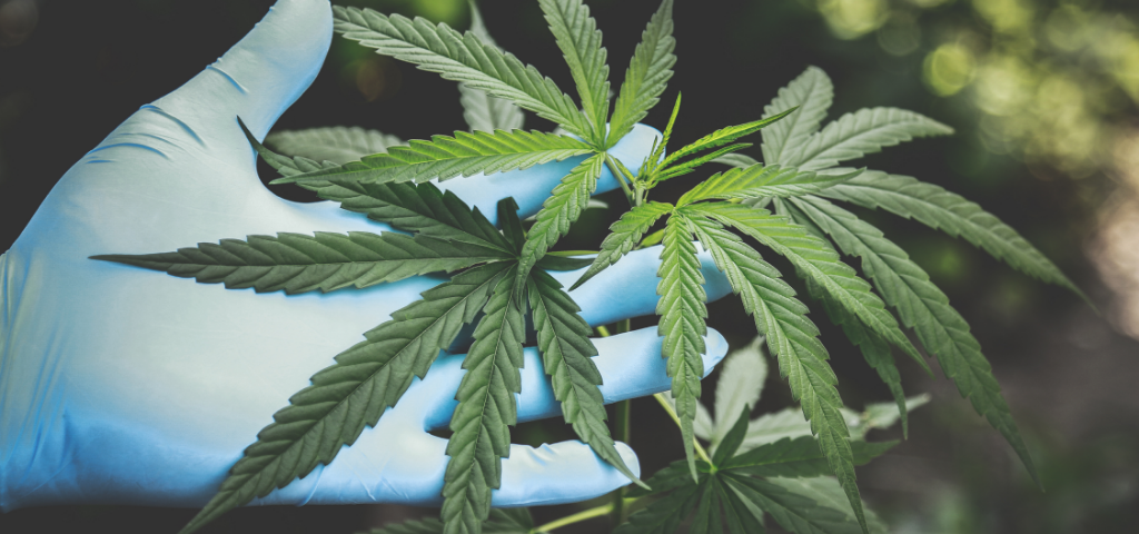 Medicinal Cannabis products can be also available through private pharmacies in Greece.