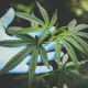 Medicinal Cannabis products can be also available through private pharmacies in Greece.