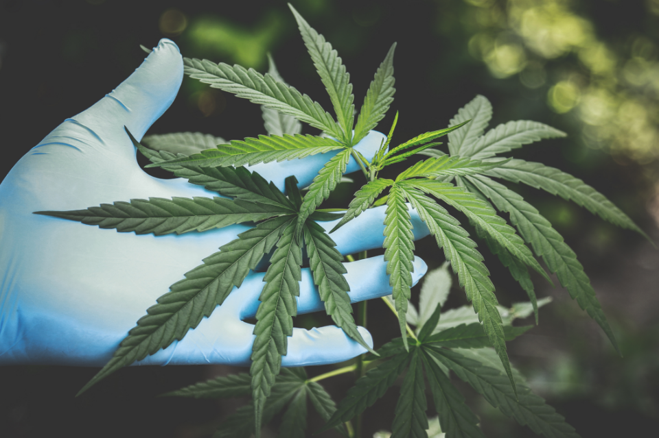 Medicinal Cannabis products can be also available through private pharmacies in Greece.