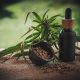 Medical Cannabis investments in Greece